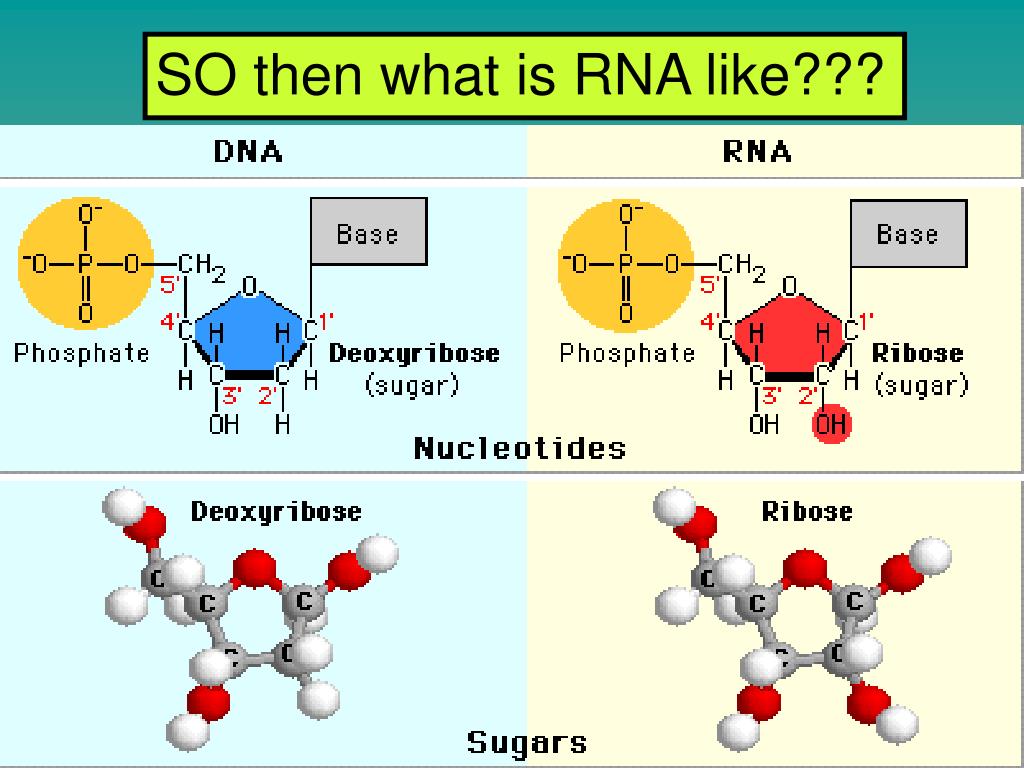 Рибоза мономер. Мономеры РНК формулы. Мономер РНК. Рибоза в РНК. Рибоза в ДНК.
