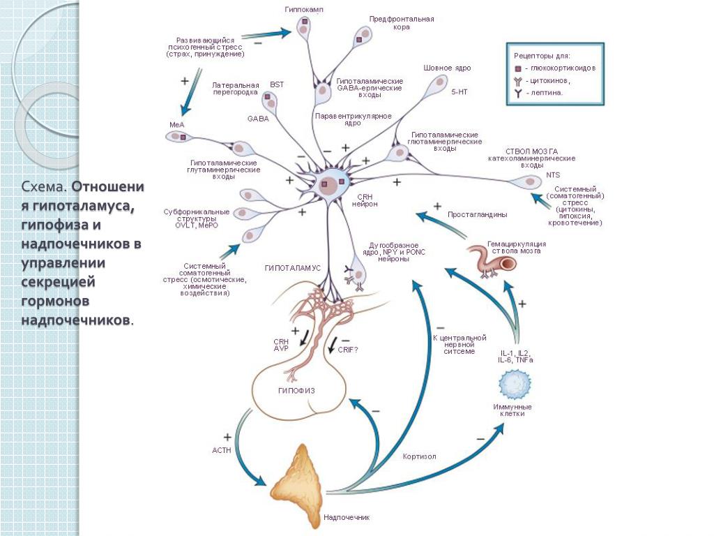 Гормоны стресса надпочечников. Схема связи гормонов гипоталамуса и гипофиза. Гипоталамо-гипофизарная система схема. Схема действия гипоталамо-гипофизарной системы гормоны. Схему гипоталамо-гипофизарной регуляции секреции кортизола.