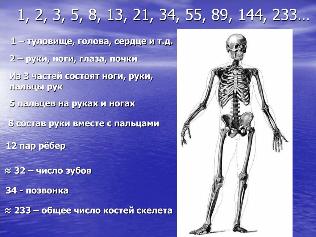 Сколько костей имеет. Сколько костей у человека всего. Сколько костей у ребенка. Сколько костей в теле человека. Число костей у человека.