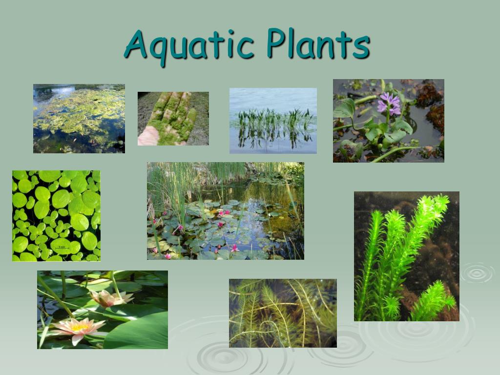 Aquatic Plants - Definition, Types, and Importance of Aquatic Plants