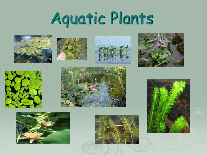 ppt-aquatic-plants-powerpoint-presentation-free-download-id-6430120