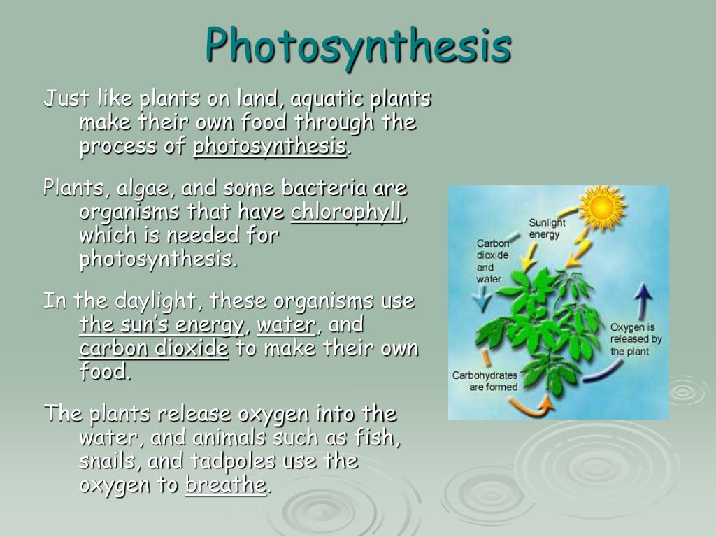 rate of photosynthesis in aquatic plants