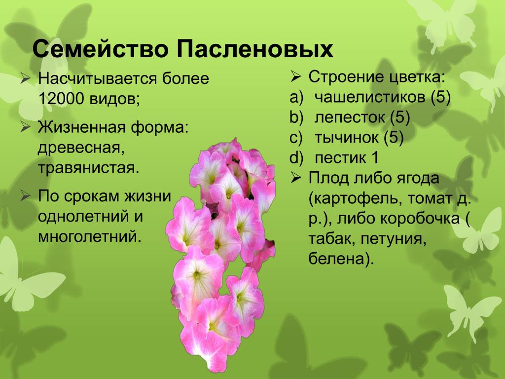 Формула цветка жизненная форма. Петунья семейство растений. Семейство Пасленовые жизненные формы. Петуния жизненная форма. Строение цветка послёновы.