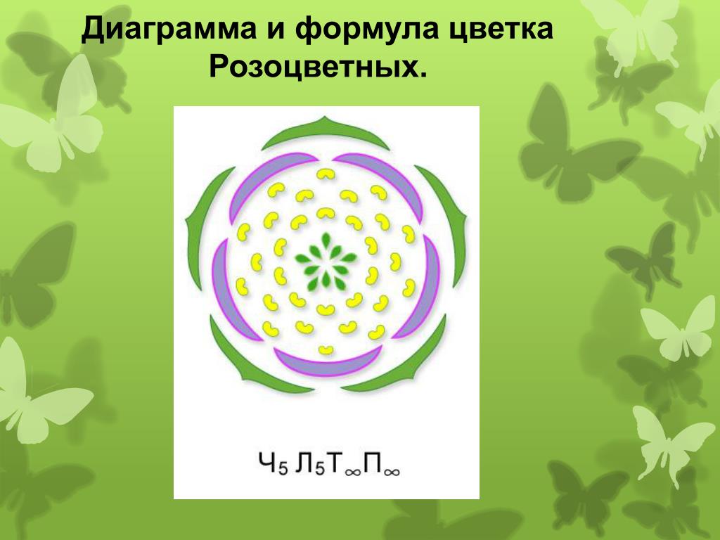 Ч5 л5 т бесконечность п бесконечность. Семейство Розоцветные формула цветка и диаграмма. Диаграмма цветка розоцветных растений. Диаграмма цветка розоцветных схема. Розоцветные растения формула цветка.