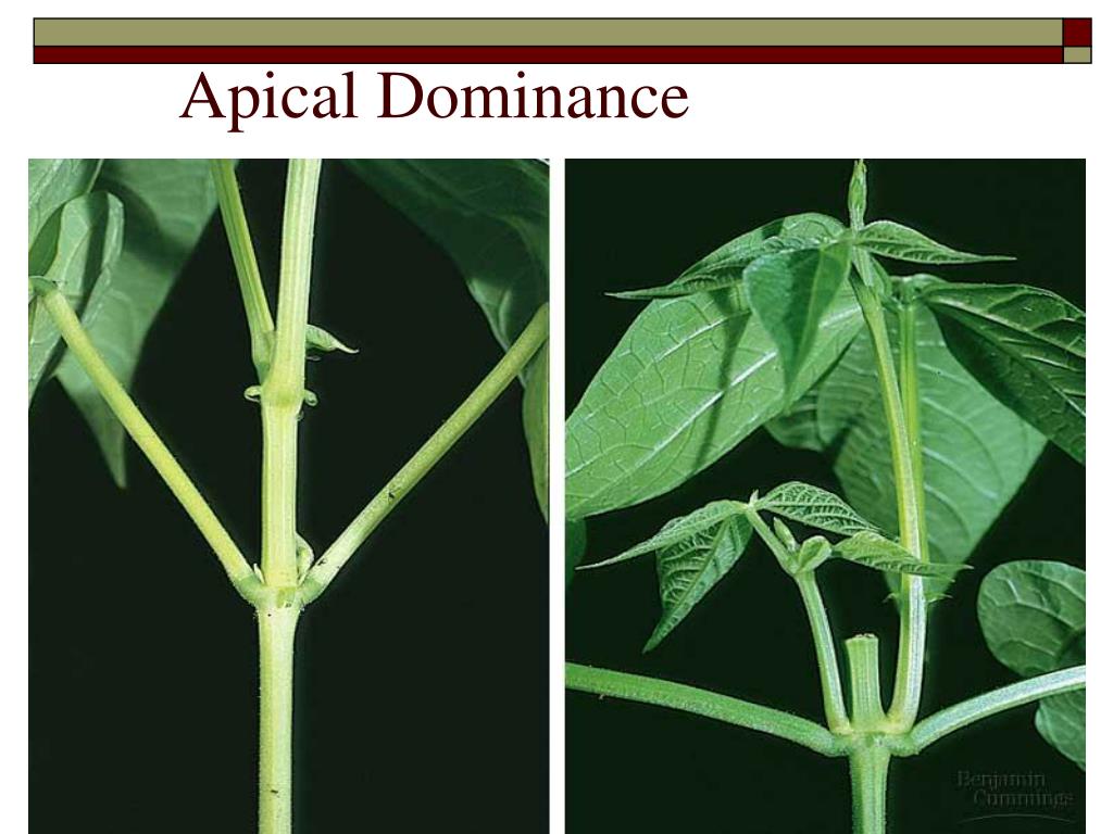 what is meant by term apical dominance
