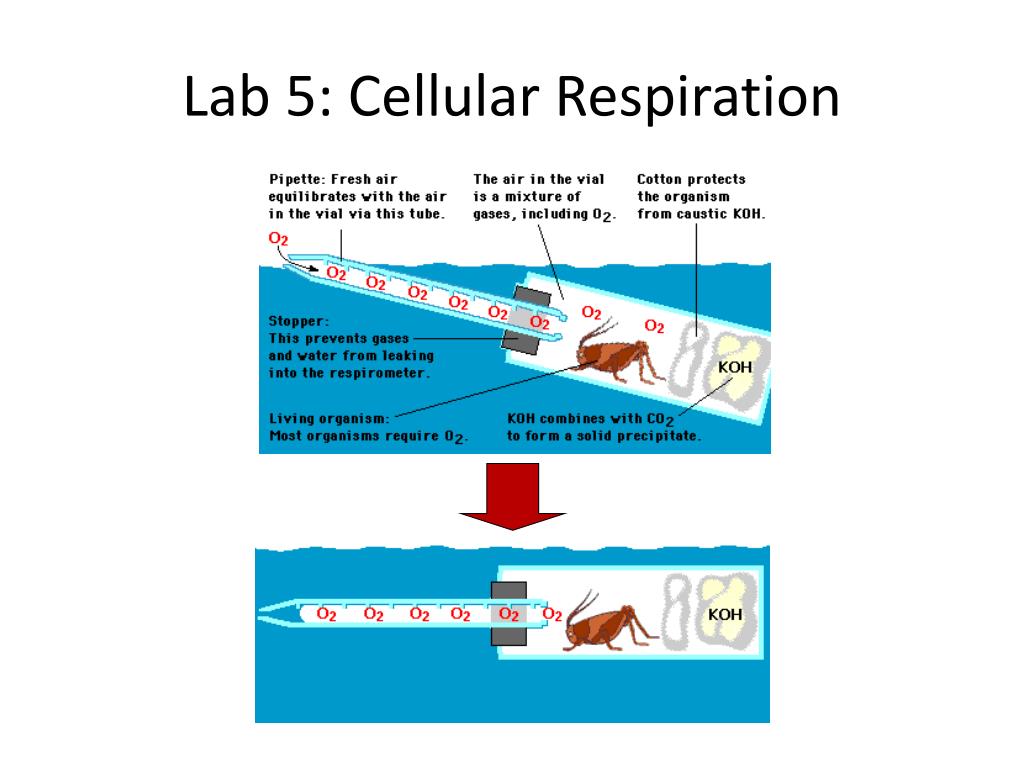 Ppt Lab 5 Cellular Respiration Powerpoint Presentation Free
