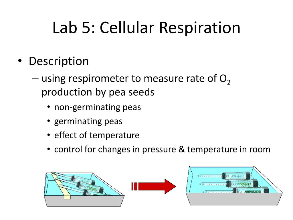 Ppt Lab 5 Cellular Respiration Powerpoint Presentation Free