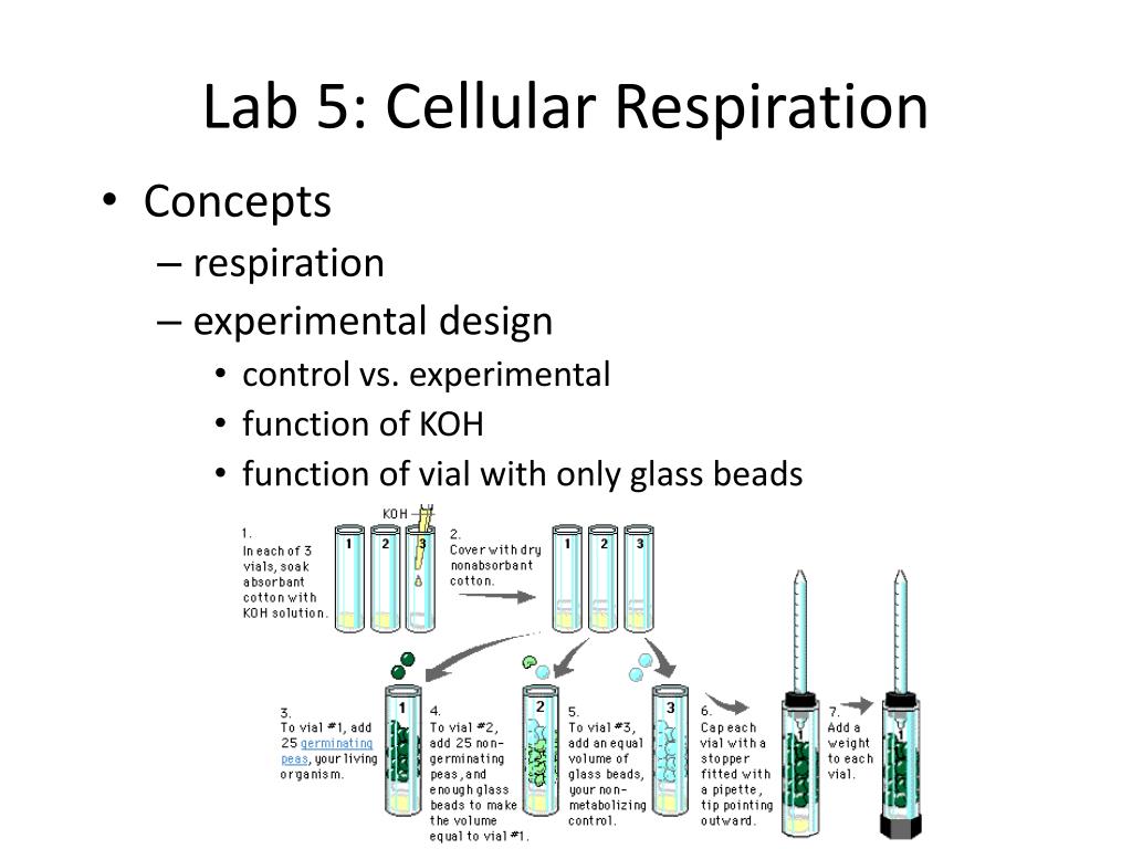 Ppt Lab 5 Cellular Respiration Powerpoint Presentation Free