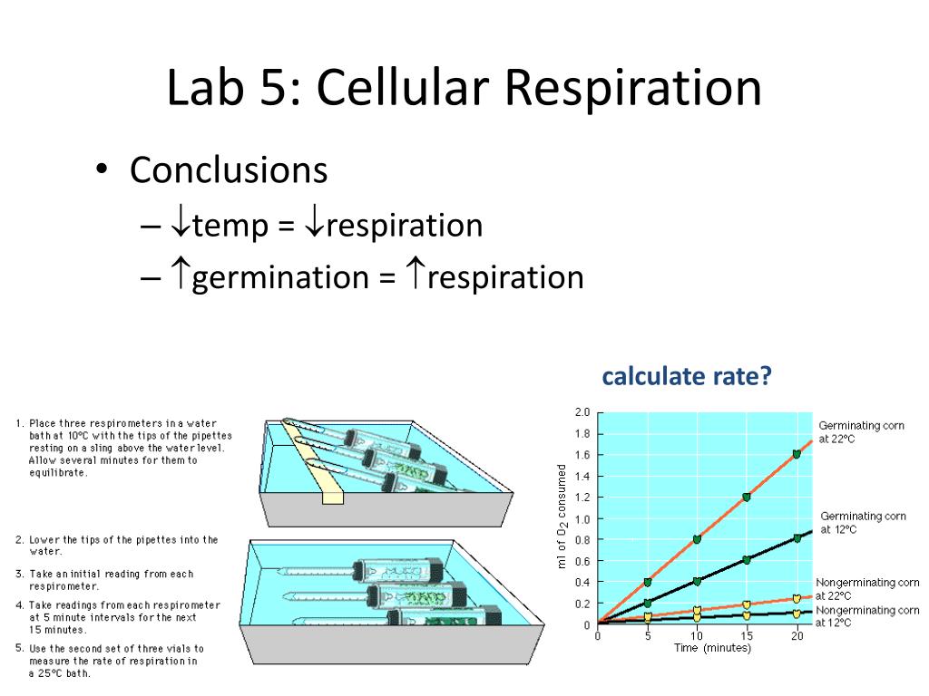 Ppt Lab 5 Cellular Respiration Powerpoint Presentation Free