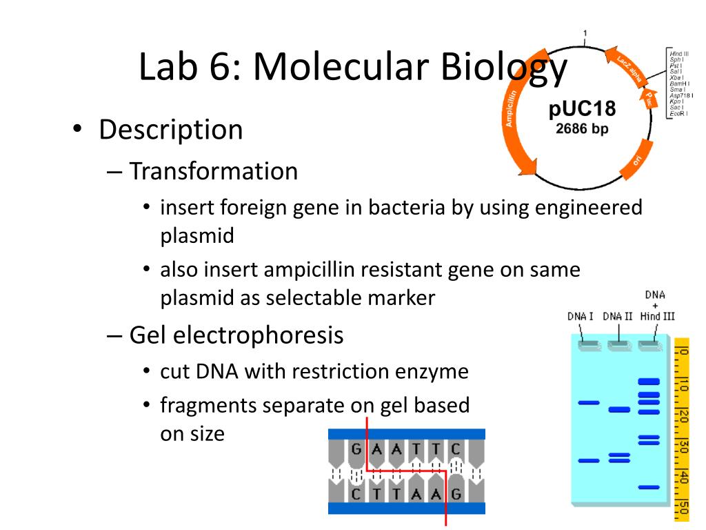 Phschool Science Biology Place Labbench Lab6 Presidence To Go