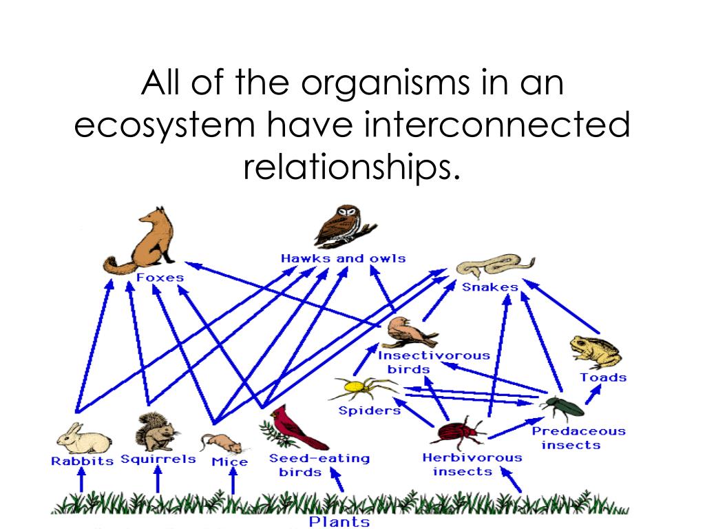 what might be an example of a neutral relationship in this ecosystem