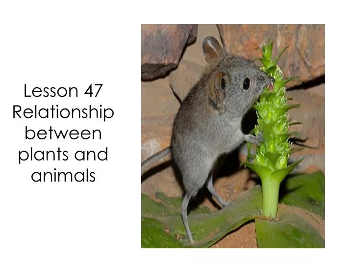 what is the symbiotic relationship between plants and animals