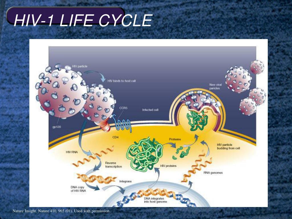 Вич белок. Жизненный цикл вируса ВИЧ схема. ВИЧ схема развития вируса. Патогенез ВИЧ инфекции схема. Механизм развития ВИЧ.