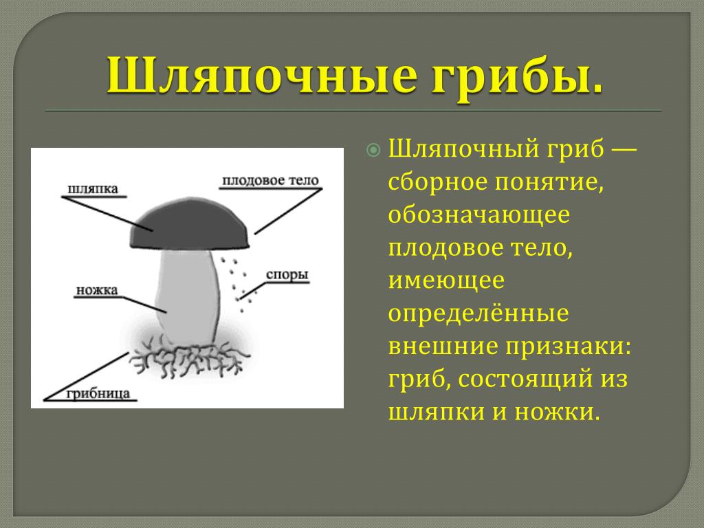 Шляпочные грибы 7 класс. Плодовое тело гриба 6 класс биология. Строение шляпочного гриба споры.