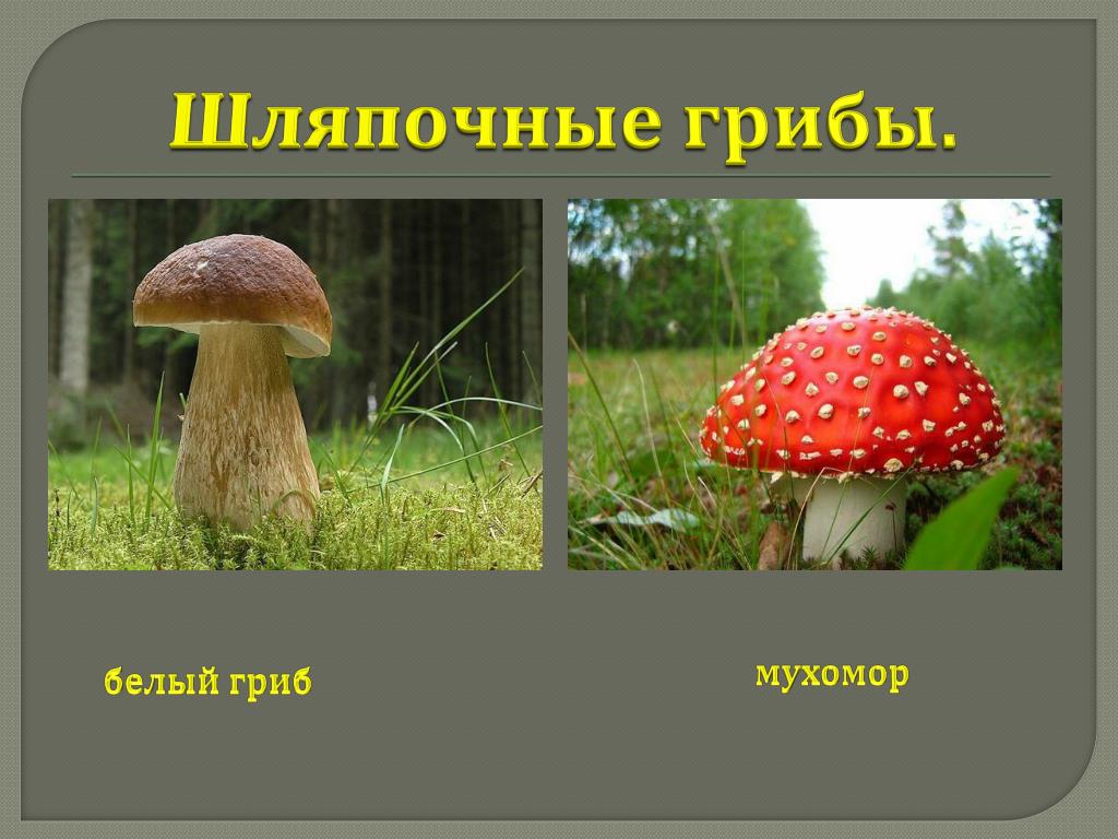 Мхи шляпочные грибы. Шляпочные грибы мухомор. Шляпочные грибы белый гриб. Мухомор это гриб паразит. Шляпочные грибы картинки.