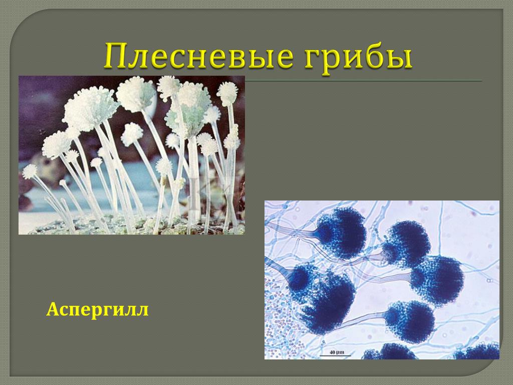 Мукор царство. Плесневелые грибы аспергилл. Мукор пеницилл аспергилл. Плесневые (Aspergillus, Mucor. Аспергилл паразитические грибы.
