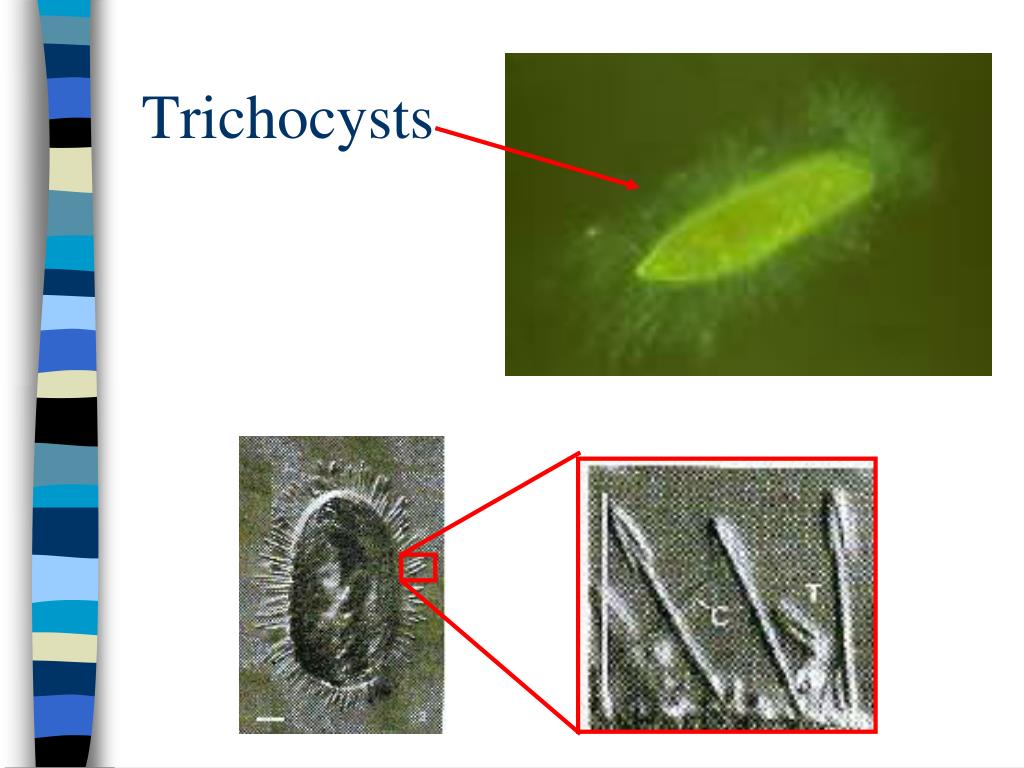 PPT PROTISTS PowerPoint Presentation Free Download ID 6432718