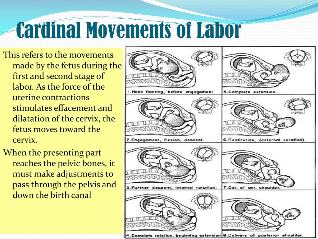 7 cardinal movements of labor expulsion
