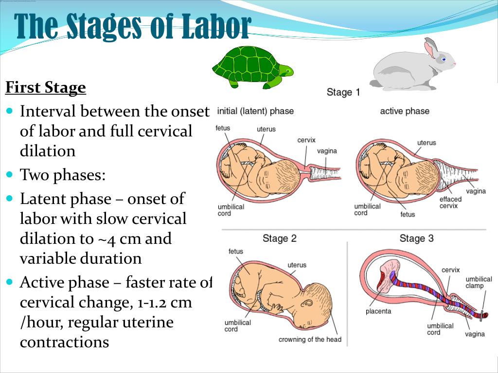 Ppt physiology of delivery analgesia in labor powerpoint 