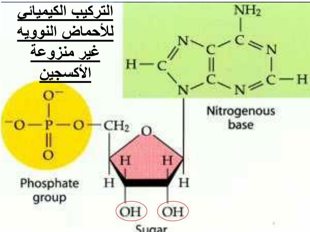 Нуклеотиды молекул днк содержат азотистые основания