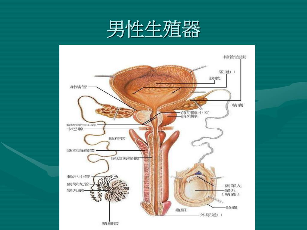 第一节 阴茎正常解剖-泌尿科学-医学