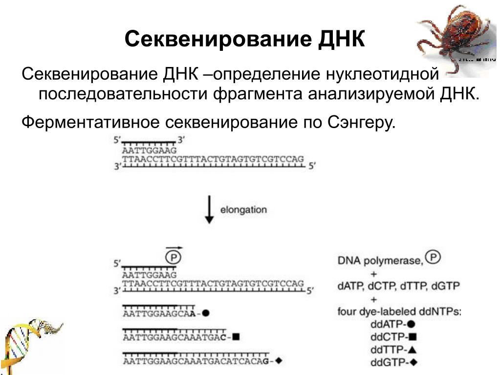 Секвенирование нуклеотидов. Секвенирование ДНК. Ферментативное секвенирование по Сэнгеру. Этапы ферментативного метода секвенирования ДНК. Секвенирование метод Сэнгера.