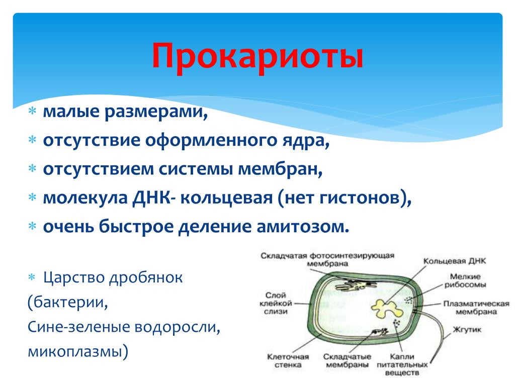 Признак клеток прокариот. Царство прокариотической клетки. Представители микроорганизмов прокариоты. Эукариот. Строение прокариот.