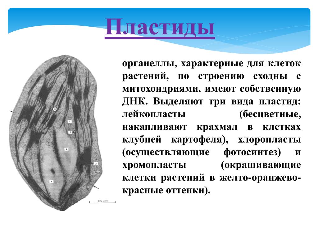 Хлоропласты характерны для клеток растений. Крахмал в клетках растений накапливается. Пластиды это органоиды характерные для. Хлоропласты характерны для клеток. Хлоропласт органоид характерный для.