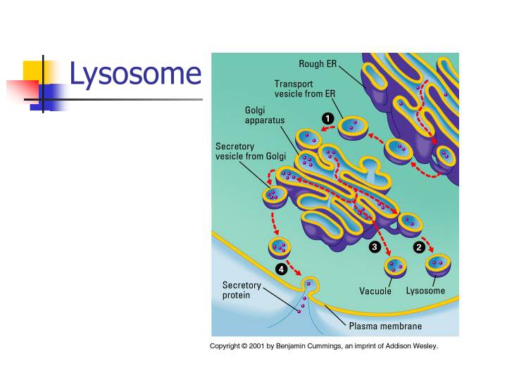 PPT - Introduction to Cytology or Cell Biology PowerPoint Presentation