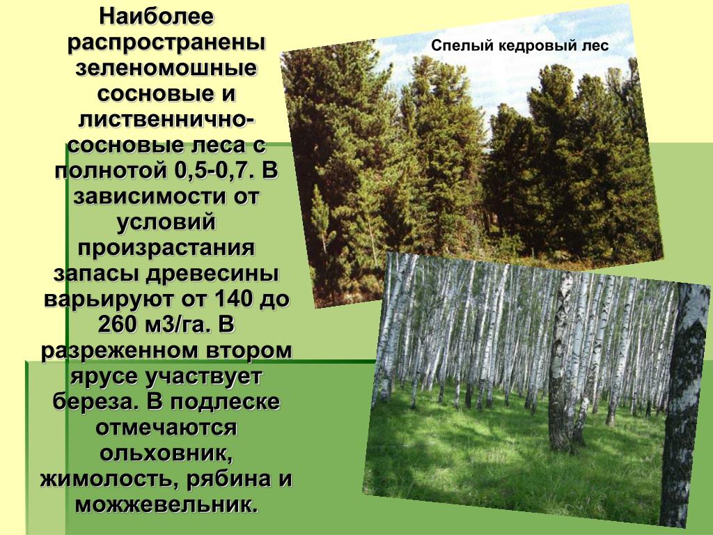 Какой тип питания характерен для сосны. Сосновый лес описание. Типичные растения сосновых лесов. Характеристика соснового леса. Сосновые леса Томской области.
