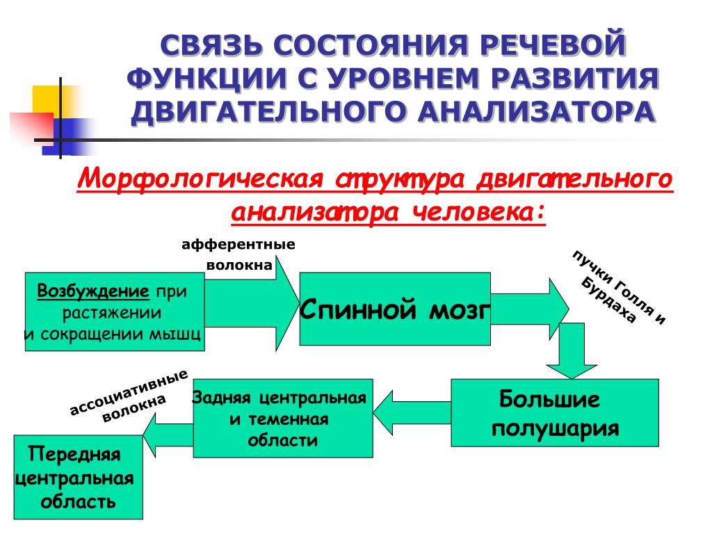 Презентация двигательный анализатор - 93 фото