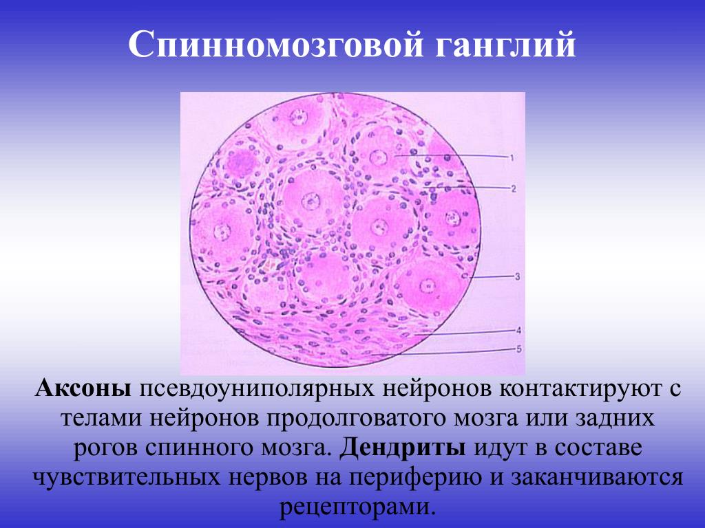 Спинной нервный ганглий