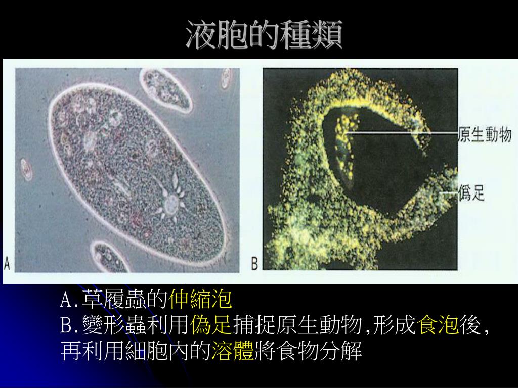 PPT 生命科學 第一章 細胞和生物體 PowerPoint Presentation ID6446060