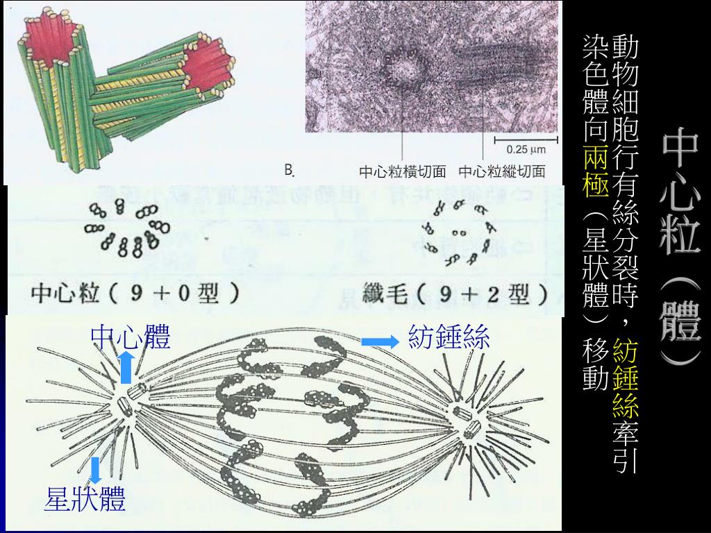 液 胞 動物 細胞