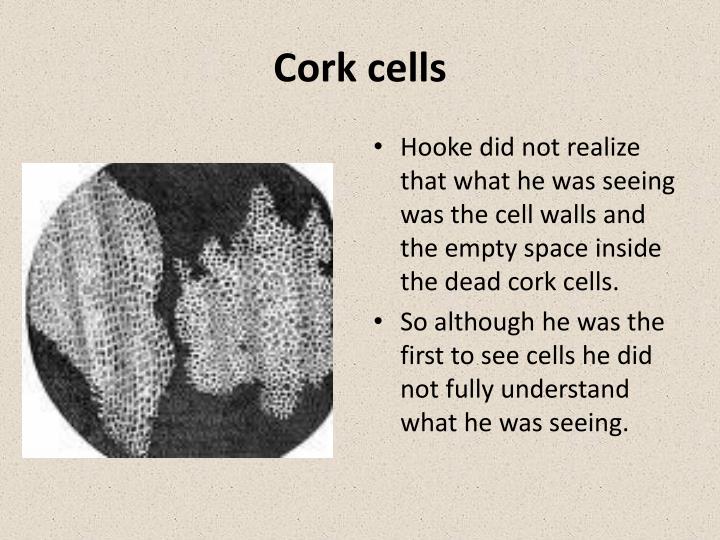 PPT The Cell Theory PowerPoint Presentation ID6446199