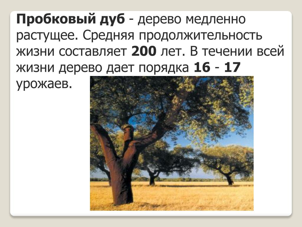 Жизнь дерева дуба. Продолжительность жизни дуба. Пробковое дерево презентация. Продолжительность дерева дуб. Сколько живет дерево дуб.