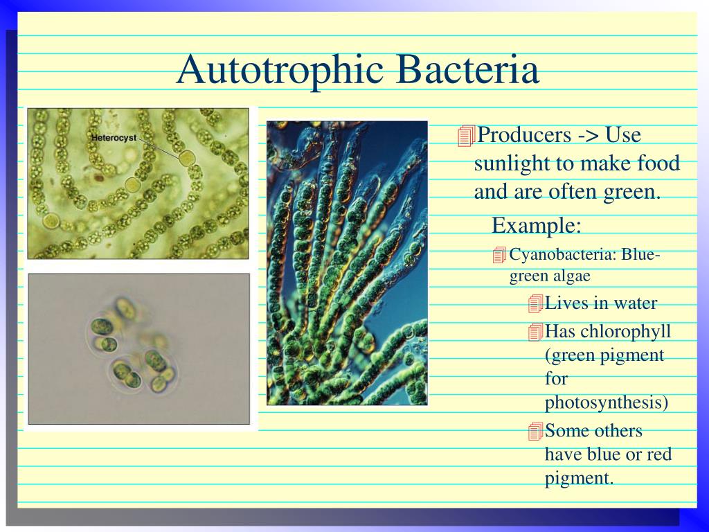 Хлорофилл цианобактерий. Цианобактерии Nodularia. Цианобактерии хлорофилл. Цианобактерии стигма. Цианобактерии пигменты.