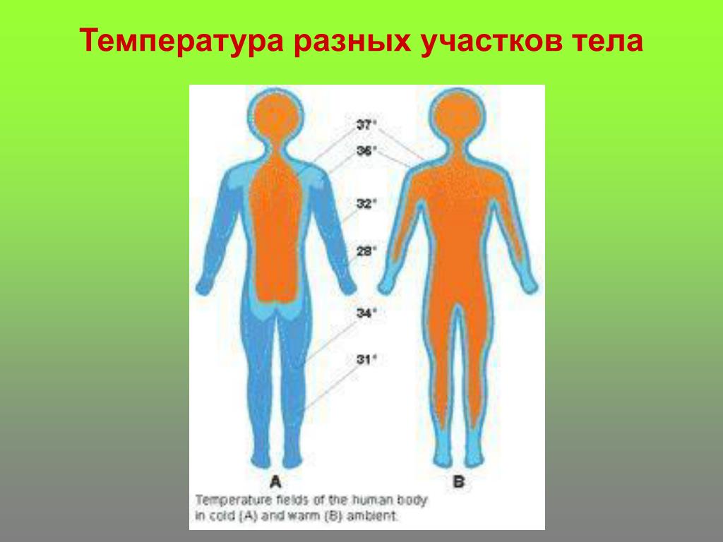 Области тела человека температура. Температура тела. Температура человека. Температура различных частей тела человека. Температура различных участков тела.