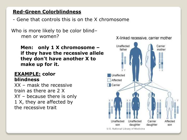 Ppt Sexual Reproduction And Genetics Chp10 101 Meiosis 102 8768