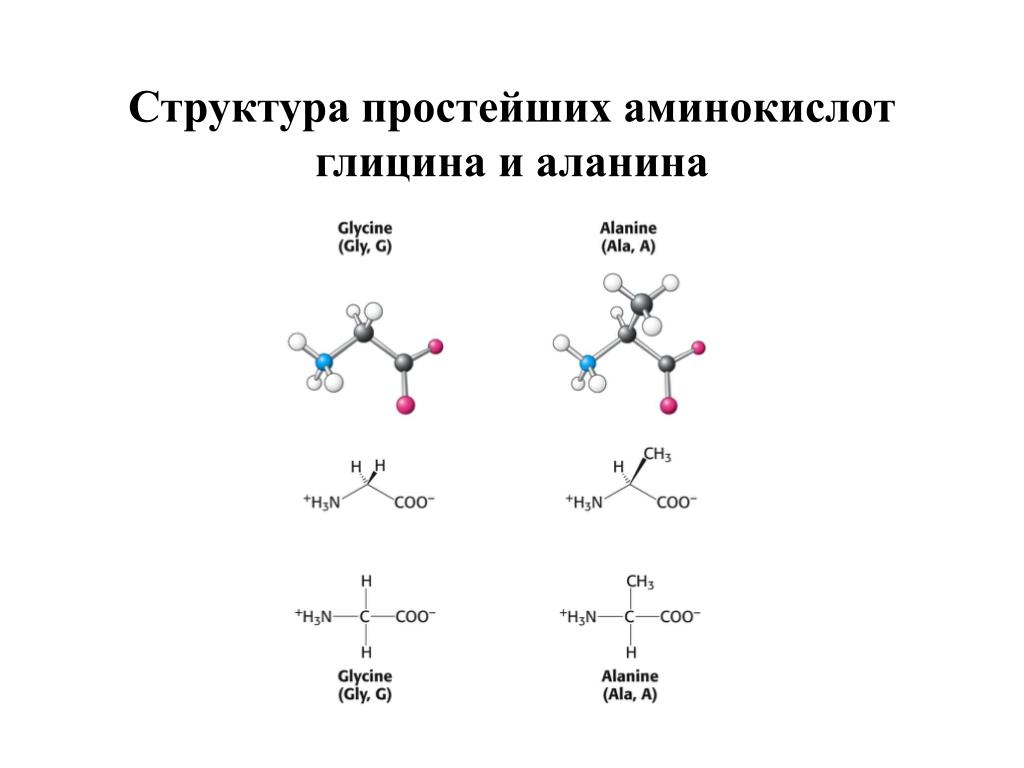 Белки функциональные группы. Строение аминокислоты глицин. Аминокислоты структура формулы. Химическая структура аминокислот. Глицин структура формулы.