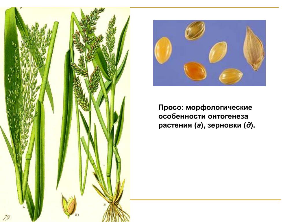 Рисунок растения из которого получают зерно