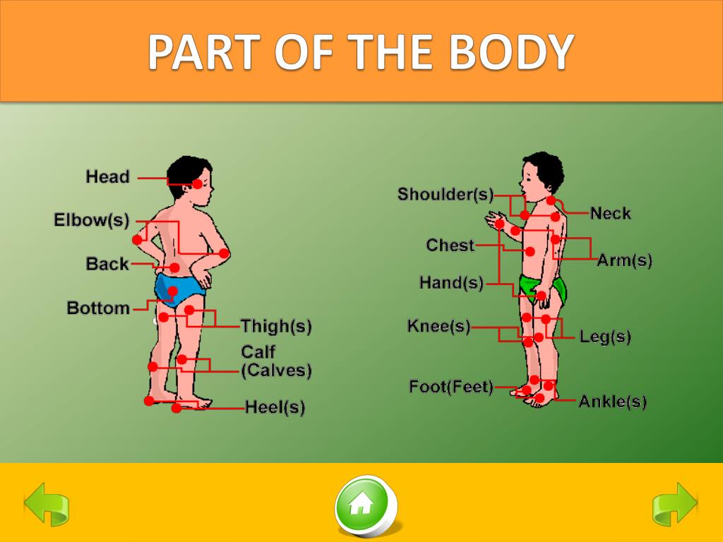 body parts ppt presentation