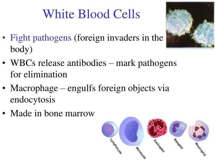 ppt-human-anatomy-physiology-dr-michael-raucci-powerpoint