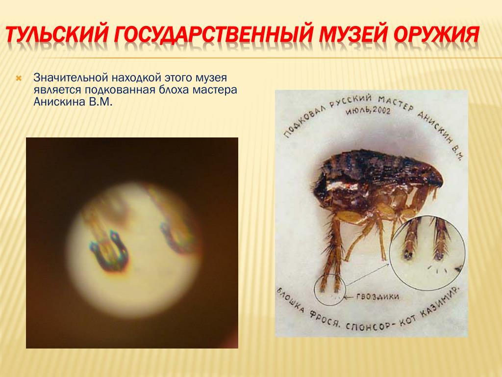 Подкованная Блоха Тула Фото