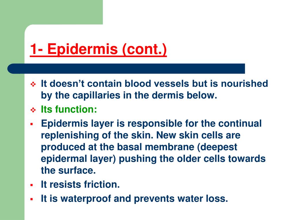 PPT - Structure of the skin PowerPoint Presentation, free download - ID