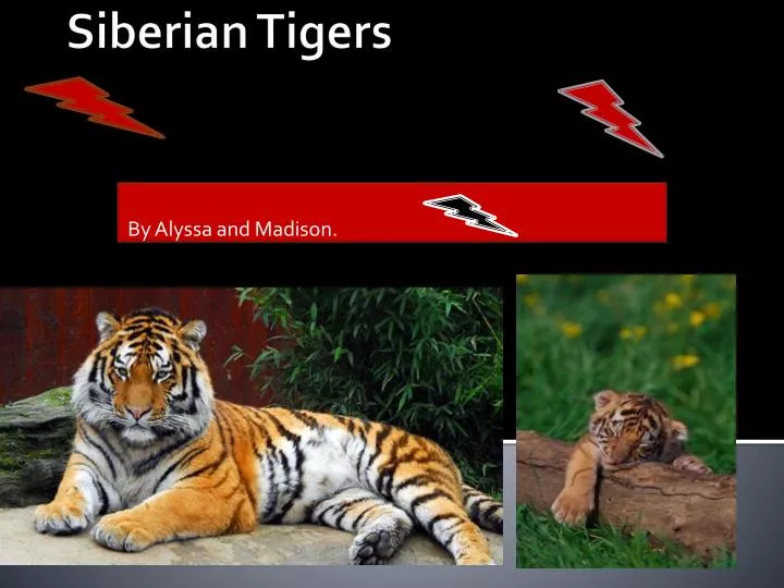 PPT - Siberian Tigers PowerPoint Presentation, free download - ID:6453466