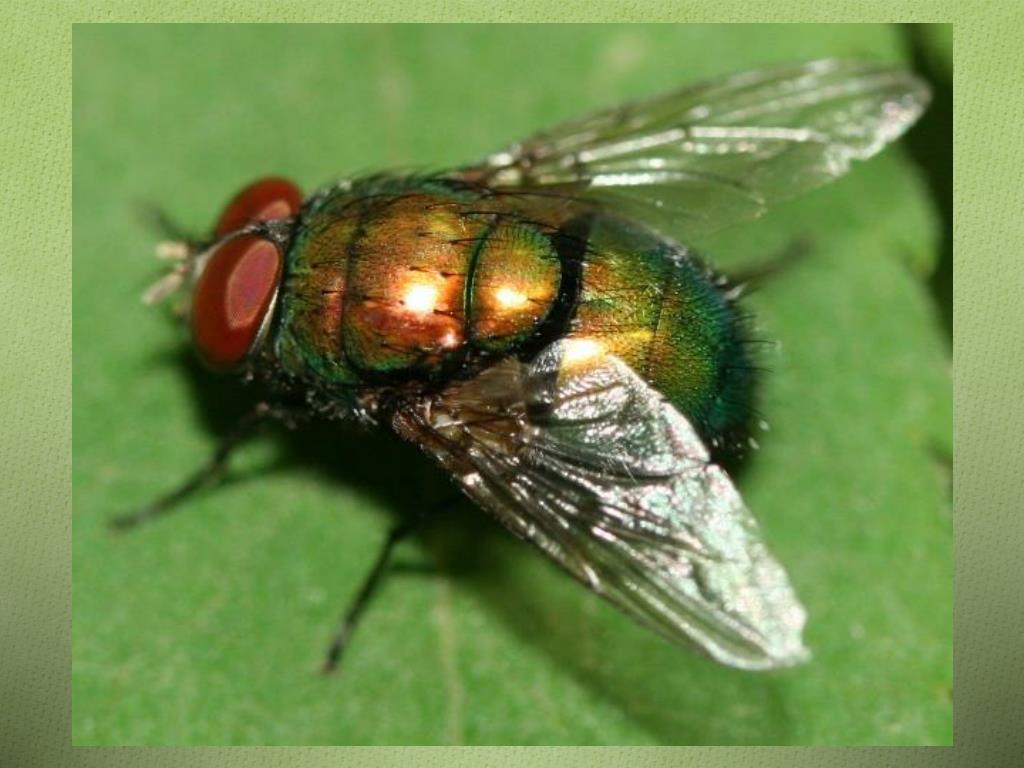 Толстая муха. Муха навозная зеленая. Афаги мухи. Крупная Муха.
