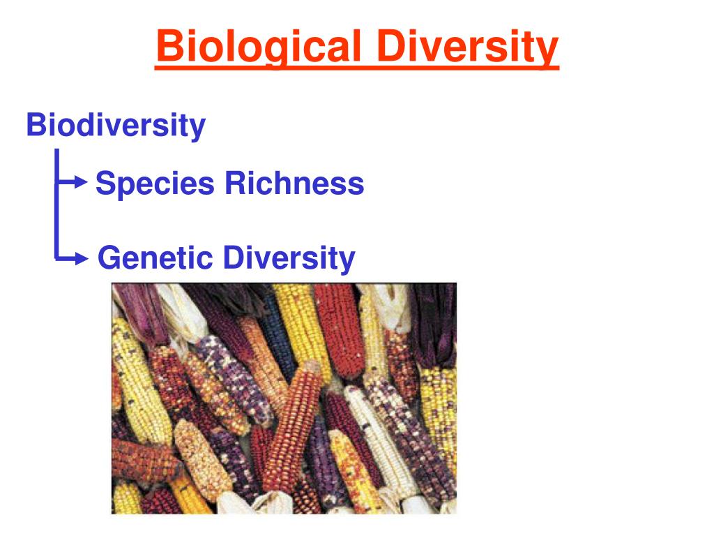 Ppt Preserving Earth’s Biological Diversity Powerpoint Presentation Id 6454246