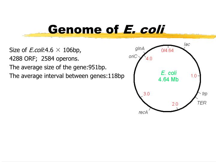 Ppt Structure And Function Of Genome Powerpoint Presentation Id 6454661