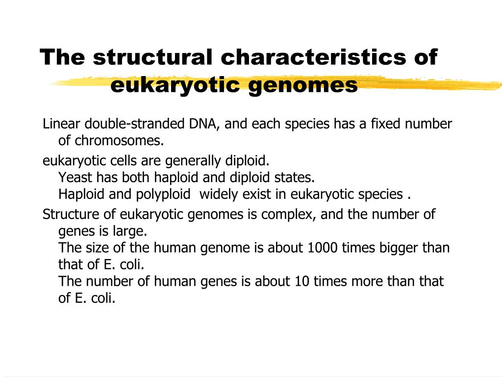 PPT - Structure and function of genome PowerPoint Presentation, free ...